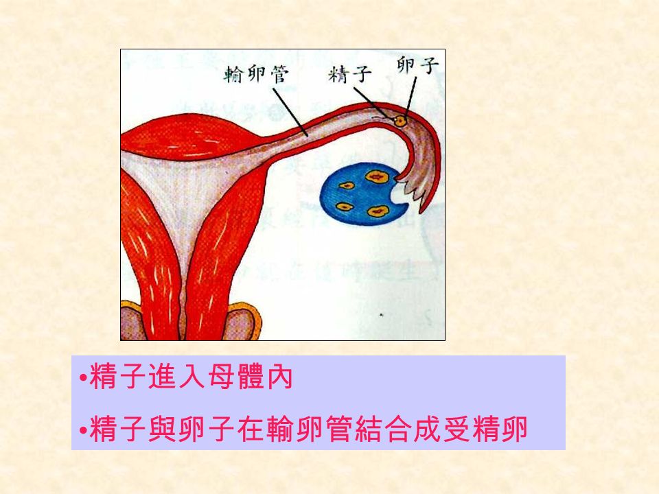 精子進入母體內 精子與卵子在輸卵管結合成受精卵