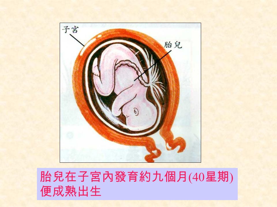 胎兒在子宮內發育約九個月 (40 星期 ) 便成熟出生
