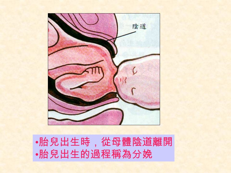 胎兒出生時，從母體陰道離開 胎兒出生的過程稱為分娩