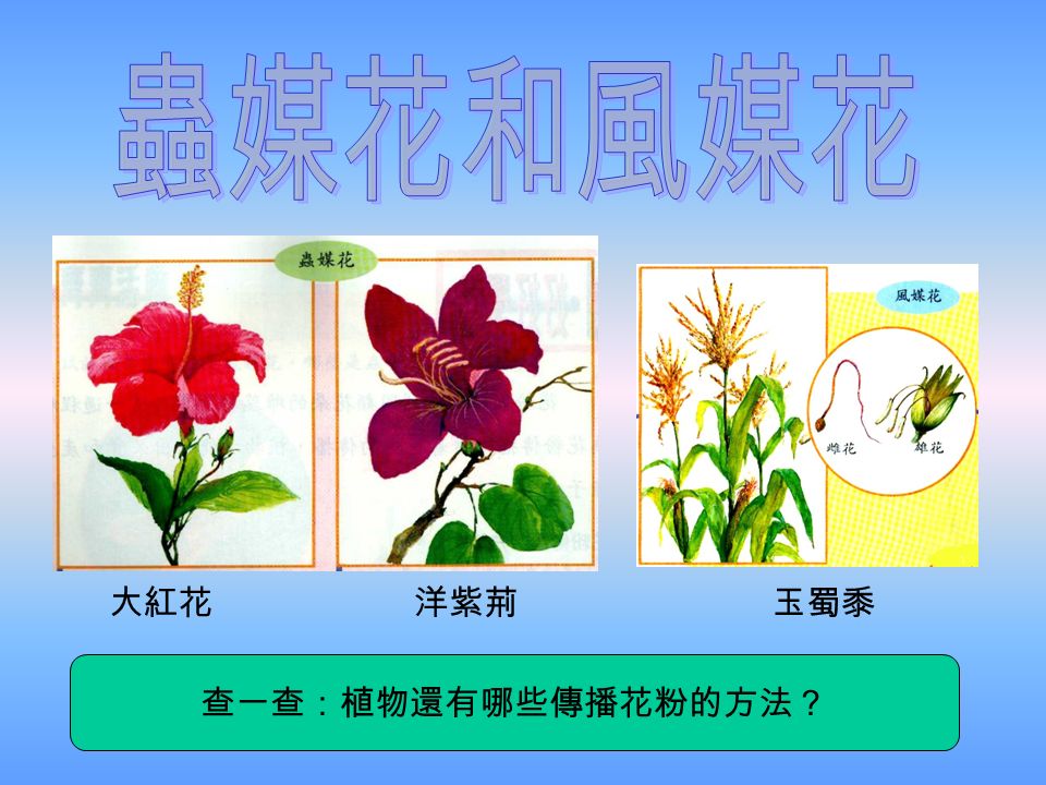 大紅花洋紫荊玉蜀黍 查一查：植物還有哪些傳播花粉的方法？