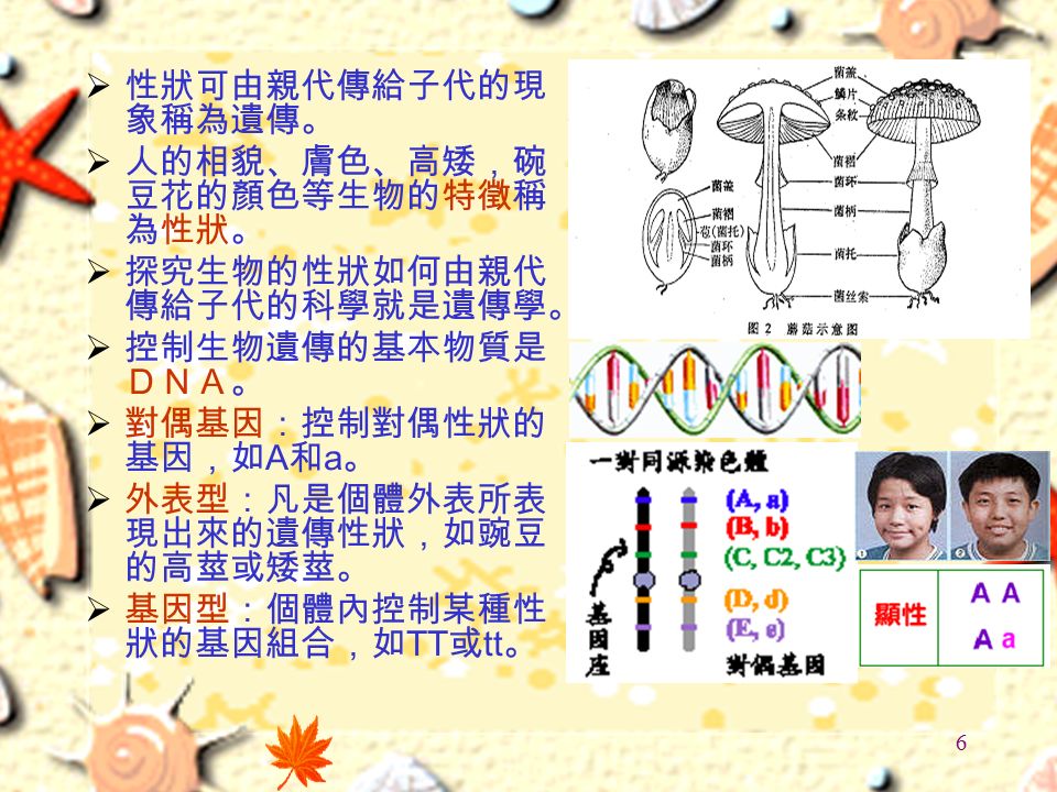 5 染色體與遺傳 3 親代的基因會經由配子的染色體而遺傳給子代