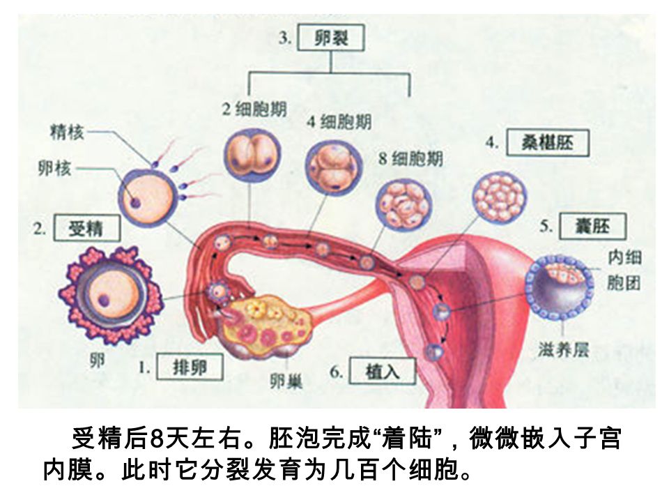 受精后 8 天左右。胚泡完成 着陆 ，微微嵌入子宫 内膜。此时它分裂发育为几百个细胞。