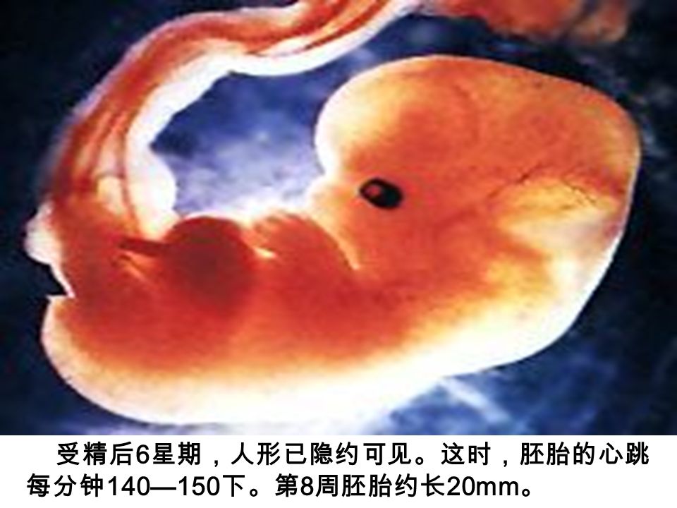 受精后 6 星期，人形已隐约可见。这时，胚胎的心跳 每分钟 140—150 下。第 8 周胚胎约长 20mm 。