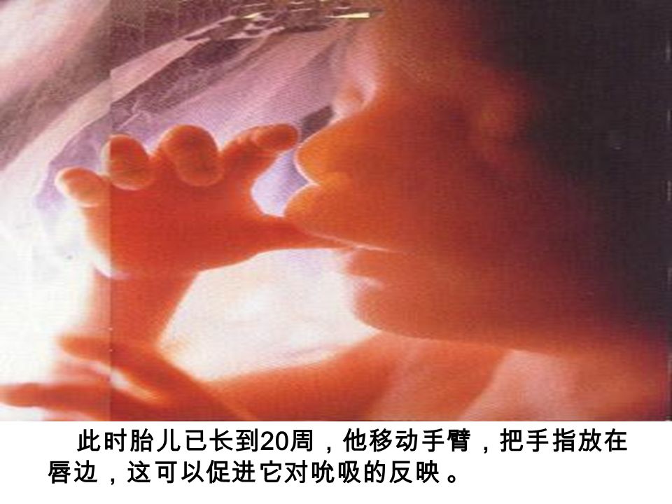 此时胎儿已长到 20 周，他移动手臂，把手指放在 唇边，这可以促进它对吮吸的反映 。