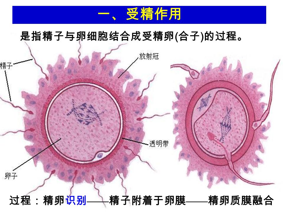 一、受精作用 是指精子与卵细胞结合成受精卵 ( 合子 ) 的过程。 过程：精卵识别 —— 精子附着于卵膜 —— 精卵质膜融合