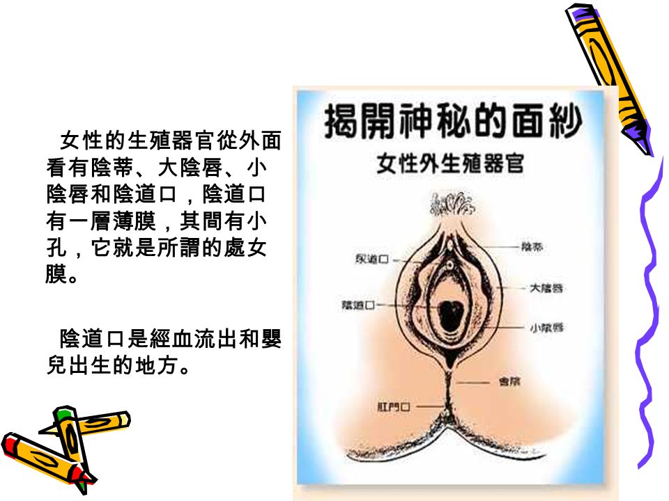女性的生殖器官從外面 看有陰蒂、大陰唇、小 陰唇和陰道口，陰道口 有一層薄膜，其間有小 孔，它就是所謂的處女 膜。 陰道口是經血流出和嬰 兒出生的地方。