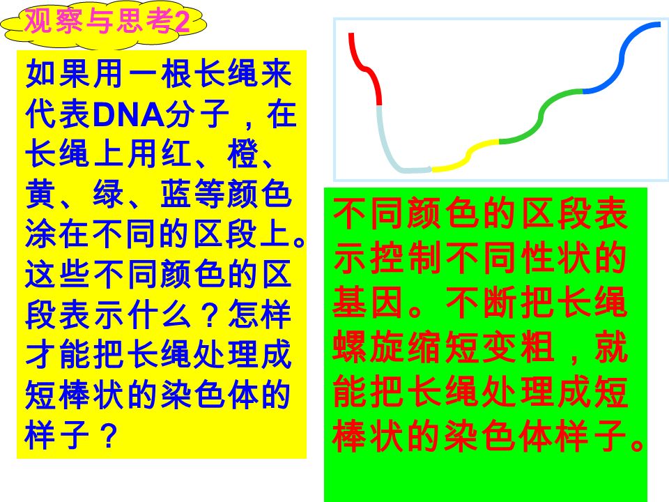 观察与思考 2 认真观察染 色体和 DNA 的关系示意 图 （如右图） ， 简略概括染 色体、 DNA 和基因三者 之间的关系？ 基因是染色体上具有 控制生物性状的 DNA 片段。
