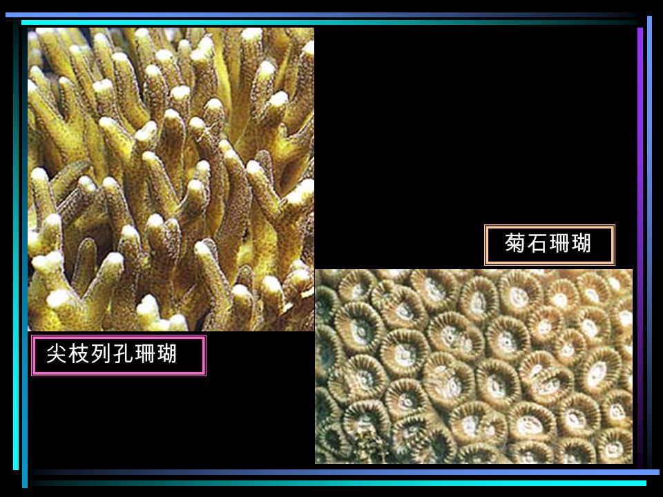棘杯珊瑚 軸孔珊瑚