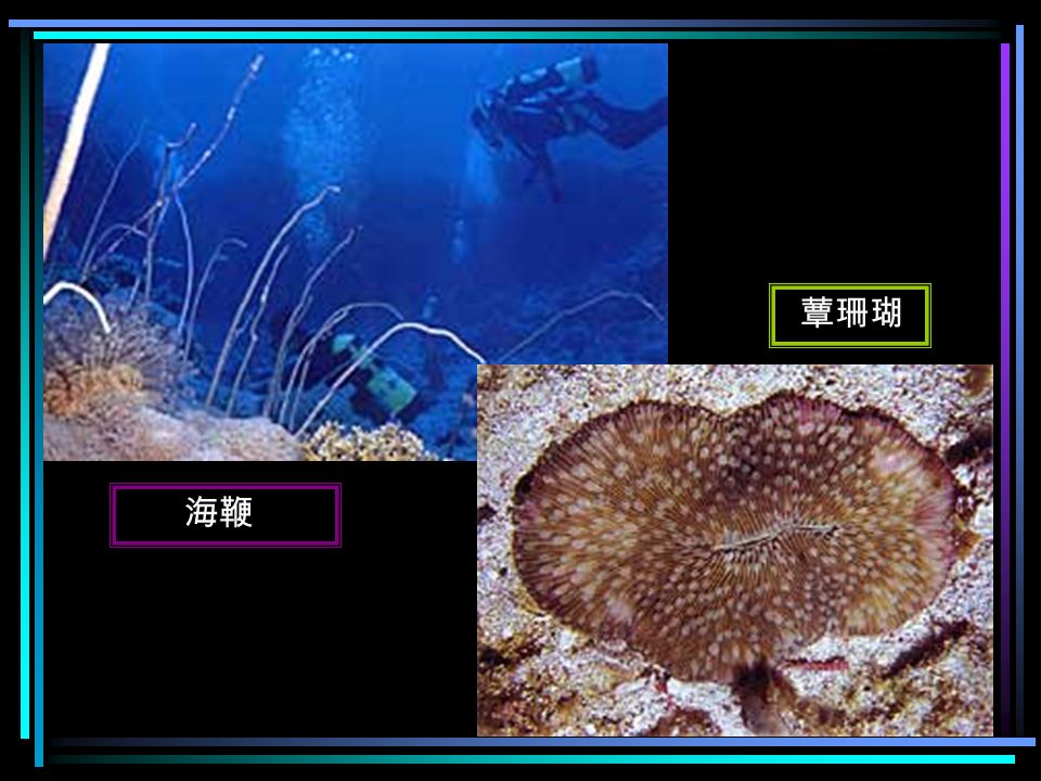 尖枝列孔珊瑚 菊石珊瑚