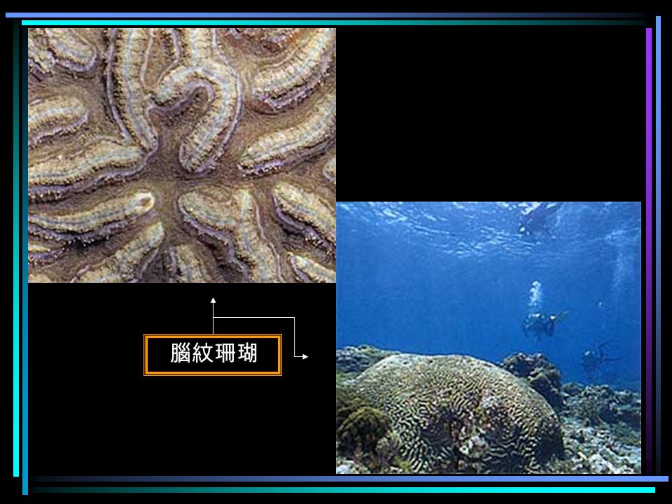 蕈珊瑚 海鞭