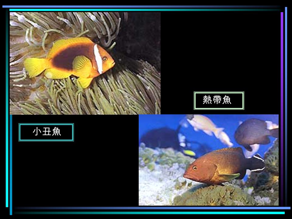片狀珊瑚 石狗公 大頭鰻