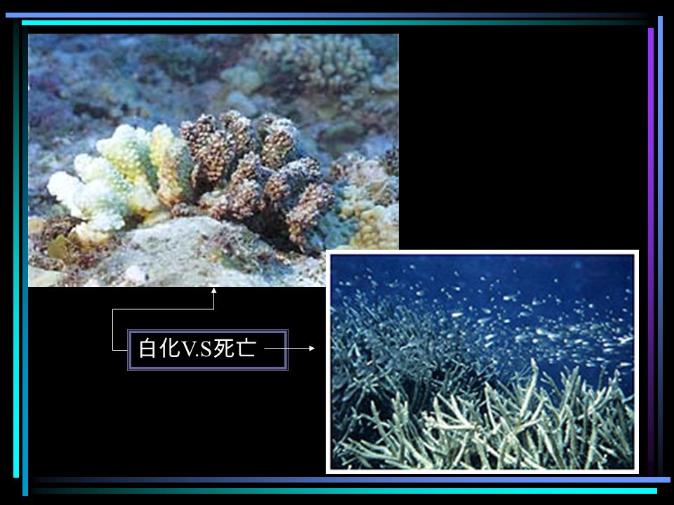 珊瑚的白化現象 據調查，每年夏天水溫升高時，很多地方的珊瑚都 會發生「白化」的現象。其實，多數的造礁珊瑚組織本 身並沒有色素，牠們的顏色多半來自共生藻的顏色。 大部分的造礁珊瑚體內都共生著微小的單細胞藻類 ，這些共生藻會將光合作用的產物傳送給宿主珊瑚。一 般來說，共生藻會聚集在珊瑚兩層細胞的內層，密度約 為每平方公分一百萬個細胞。當環境惡劣時，譬如水溫 太高或太低、水中鹽度因大雨而驟降，或海水太過混濁 ，共生藻就會離開珊瑚宿主，導致整個珊瑚組織失去色 彩、變成透明的，直接且清楚露出白色的鈣質骨骼！ 「白化」的珊瑚並沒有死亡，如果環境能夠迅速恢 復正常，共生藻便可能再度快速增生，使珊瑚恢復原有 的色彩。但是，如果環境持續惡劣好幾個月，珊瑚還是 有可能因為缺少平常共生藻所提供的能量，而開始真正 地死亡了！