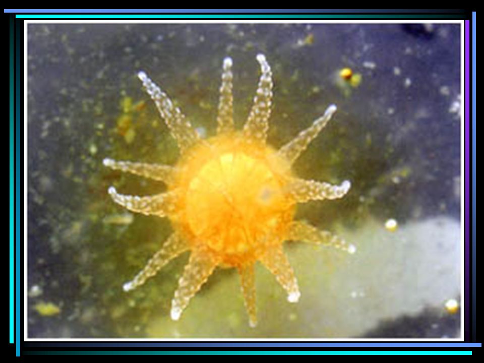 珊瑚如何繁殖後代？ 每年三、四月，台灣南部海域最大的海洋盛事，該 屬「珊瑚產卵」了！ 沒錯，大部分種類的珊瑚是卵生的，每年春季末， 珊瑚會將成熟的卵子和精子同時排放到水層中，在神祕 的大海裡，隨海流漂浮進行體外授精，形成新的生命。 受精卵發育成胚胎後，會經過「變態」過程而形成單一 珊瑚蟲，這是珊瑚生命史中附著生活的開始。 不過，仍然有某些種類的珊瑚會透過胎生方式來繁 衍後代，牠們會將受精卵留在體內發育一段時間，等幼 苗發育到相當階段以後，才釋放到水層中去尋找合適的 著生地點。 浮游的珊瑚幼苗也許眾多，但在水中載浮載沈的過 程中，可能有著相當高的死亡率；但另一方面，也可能 順著水流、漂移到很遠的地方，在新環境中著苗、生長 ，繼續繁衍後代。