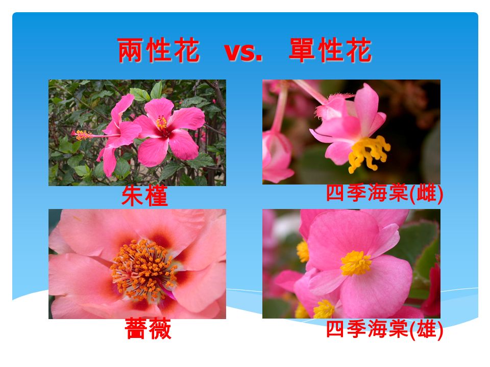 朱槿 薔薇 四季海棠 ( 雌 ) 四季海棠 ( 雄 ) 兩性花 vs. 單性花