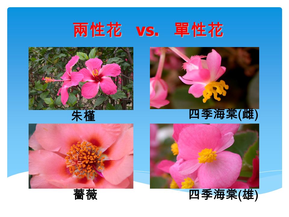 朱槿 薔薇 兩性花 vs. 單性花 四季海棠 ( 雌 ) 四季海棠 ( 雄 )