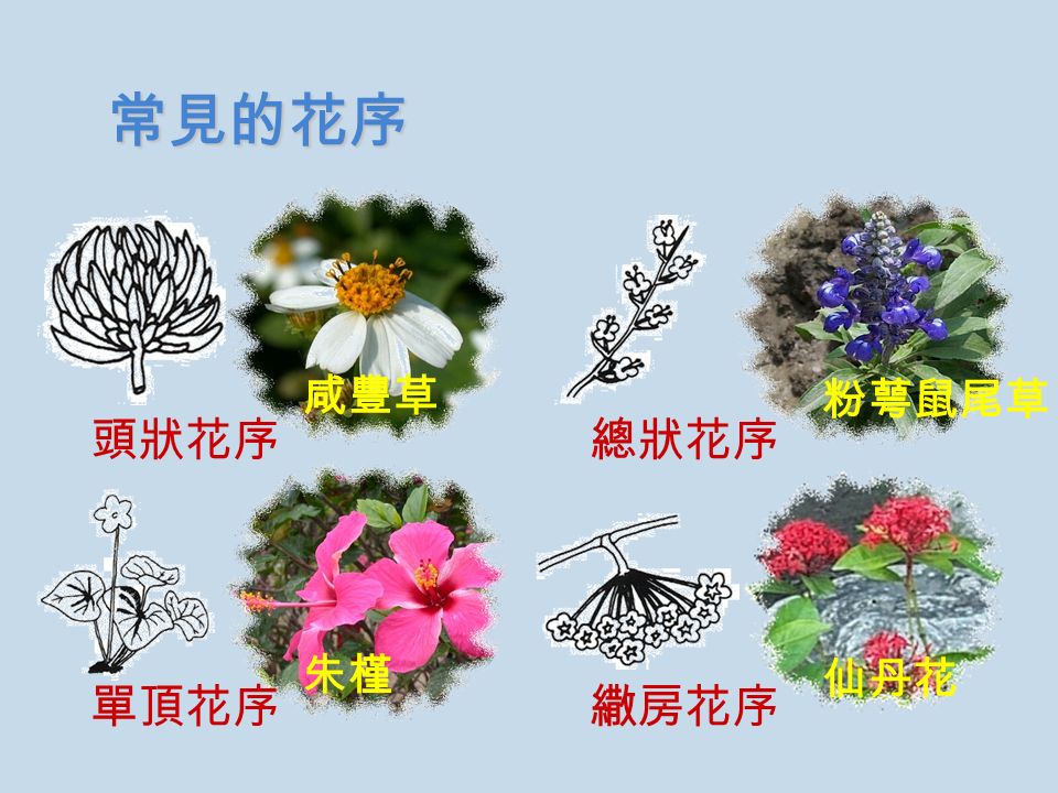 粉萼鼠尾草 仙丹花 朱槿 咸豐草 常見的花序 繖房花序 總狀花序頭狀花序 單頂花序