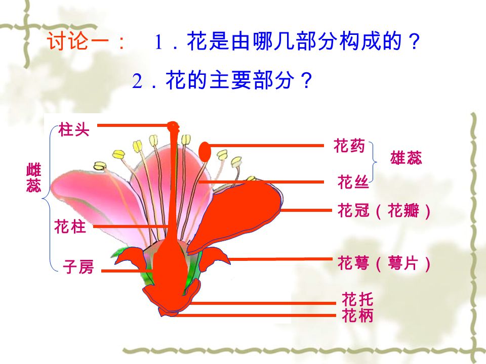 讨论一： 1 ．花是由哪几部分构成的？ 花柄 花托 花萼（萼片） 花冠（花瓣） 花药 花丝 柱头 花柱 子房 雄蕊 2 ．花的主要部分？