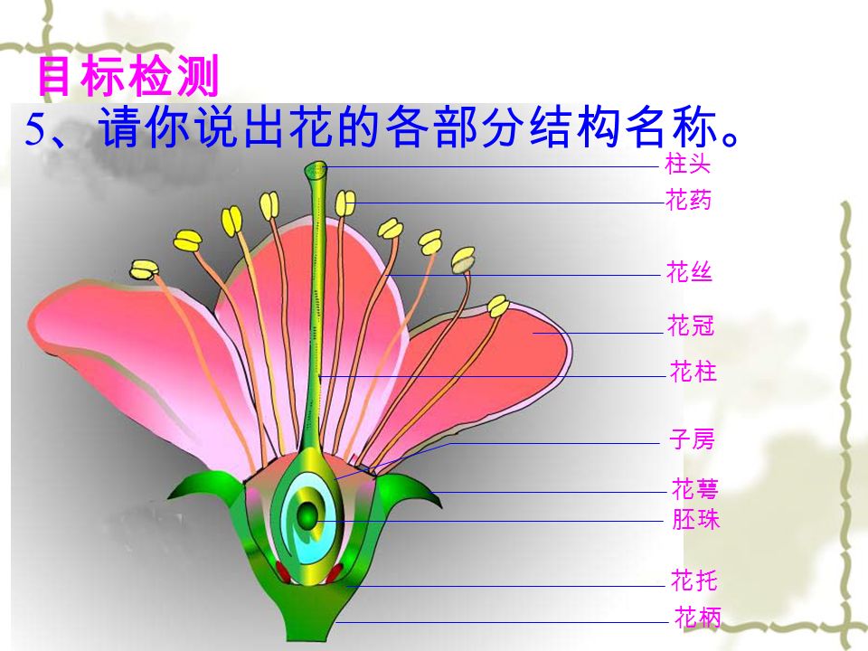 柱头 花药 花丝 花冠 花柱 子房 花萼 胚珠 花托 花柄 5 、请你说出花的各部分结构名称。 目标检测