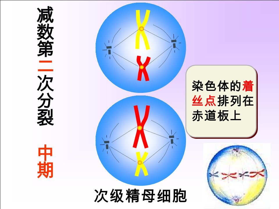 次级精母细胞 染色体的着 丝点排列在 赤道板上 染色体的着 丝点排列在 赤道板上
