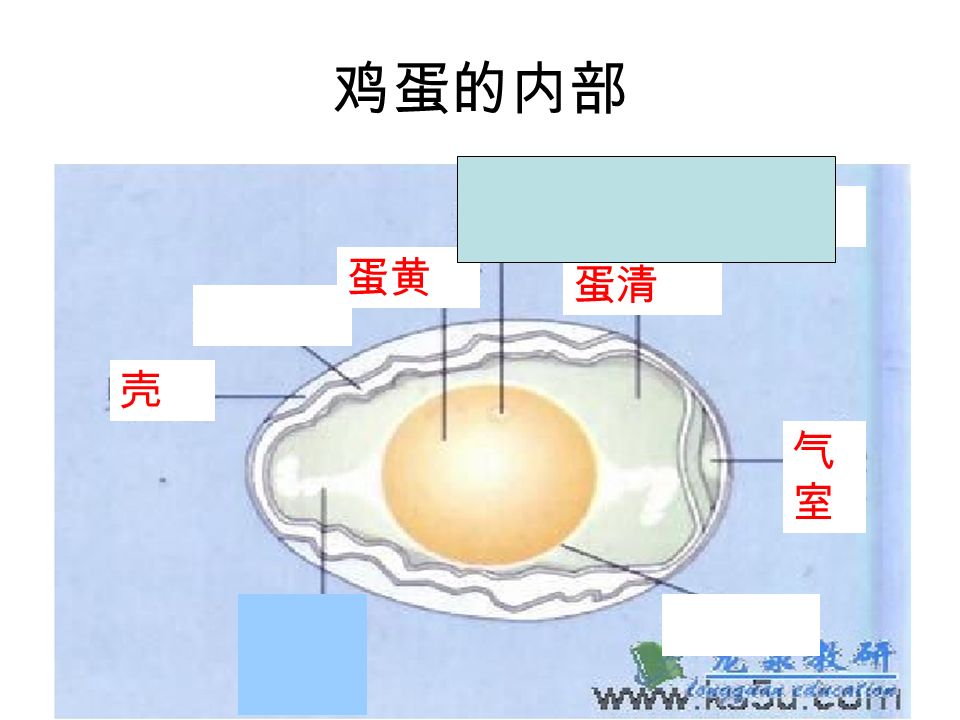 观察鸡蛋 * 用放大镜观察鸡蛋，我们发现了什么？ 鸡蛋的表面凹凸不平 * 鸡蛋的外形有什么特点？ 椭圆形 * 鸡蛋的内部有什么？