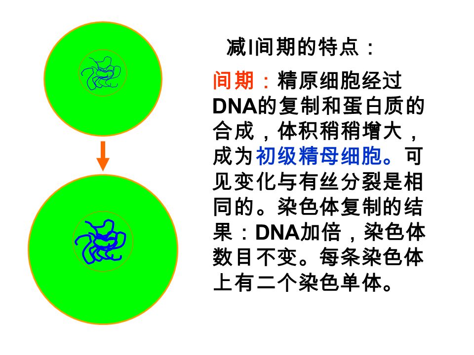 间期：精原细胞经过 DNA 的复制和蛋白质的 合成，体积稍稍增大， 成为初级精母细胞。可 见变化与有丝分裂是相 同的。染色体复制的结 果： DNA 加倍，染色体 数目不变。每条染色体 上有二个染色单体。 减 I 间期的特点：