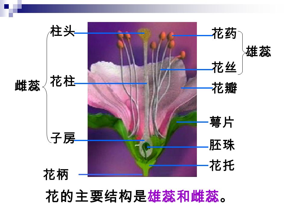 观察百合花 1 、对照花的结构模式图，按照从外到内的顺 序，认识百合花的各部分结构。 2 、用镊子由外到内依次摘下花的各部分，并 注意观察它们的形状、颜色、数量及排列方 式。 3 、用刀片纵向切开子房，用放大镜观察其内 部结构。 合作探究，学习新知（花的结构）