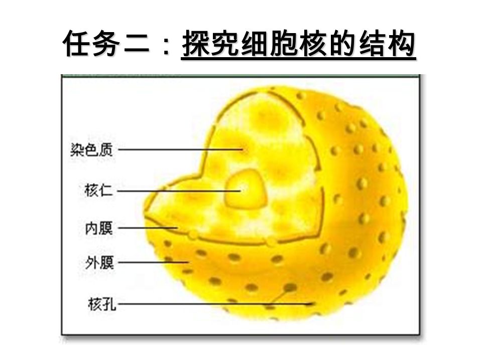 三、细胞核的结构和功能 赵沛荣 细胞核 一