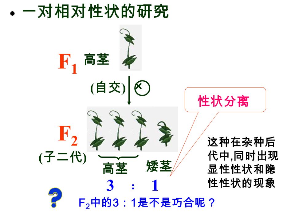 ● 一对相对性状的研究 高茎 F1F1 × ( 自交 ) 高茎 矮茎 F2F2 ( 子二代 ) 3 ∶ 1 这种在杂种后 代中, 同时出现 显性性状和隐 性性状的现象 性状分离 F 2 中的 3 ： 1 是不是巧合呢？