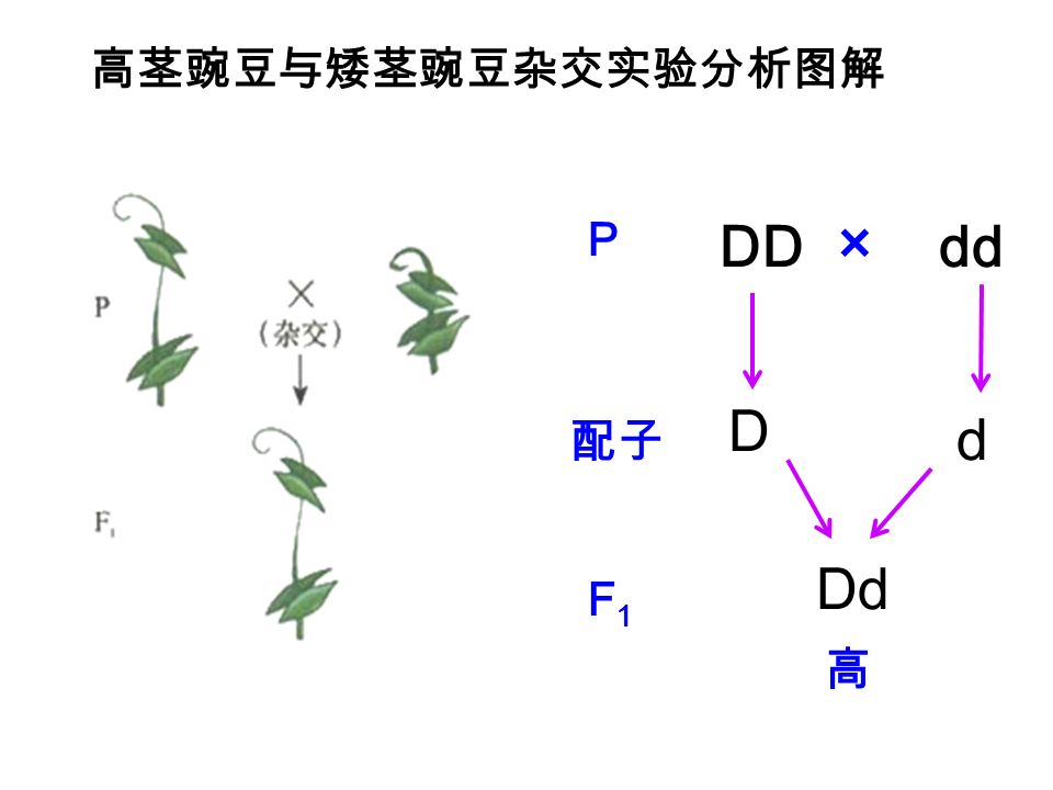 P DDdd × F1F1 Dd 配子 D d 高 高茎豌豆与矮茎豌豆杂交实验分析图解