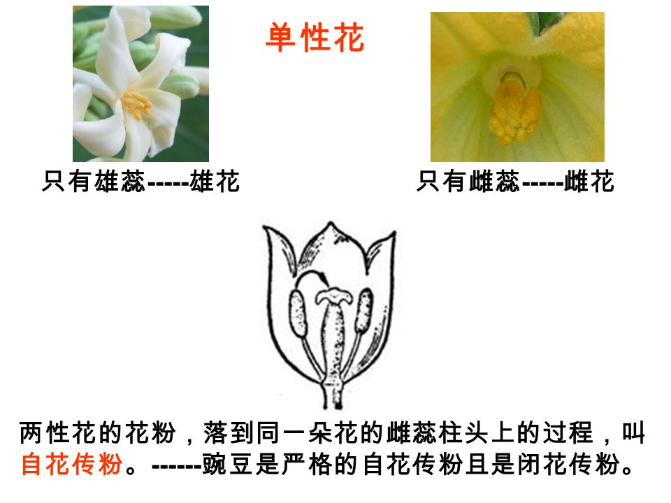 只有雄蕊 雄花 单性花 只有雌蕊 雌花 两性花的花粉，落到同一朵花的雌蕊柱头上的过程，叫 自花传粉。 豌豆是严格的自花传粉且是闭花传粉。