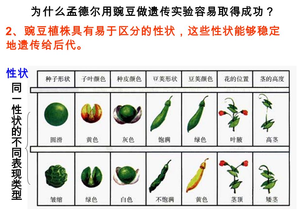为什么孟德尔用豌豆做遗传实验容易取得成功？ 2 、豌豆植株具有易于区分的性状，这些性状能够稳定 地遗传给后代。 性状