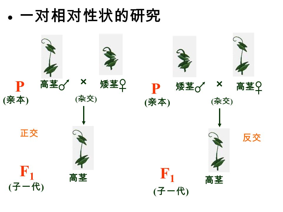 ● 一对相对性状的研究 高茎矮茎 P × ( 杂交 ) 高茎 F1F1 ( 子一代 ) ( 亲本 ) 矮茎高茎 P × ( 杂交 ) 高茎 F1F1 ( 亲本 ) ( 子一代 ) 正交 反交