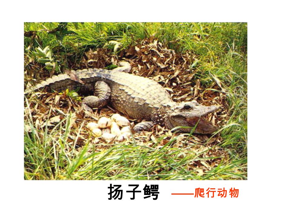 扬子鳄 —— 爬行动物