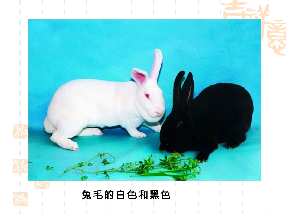 兔毛的白色和黑色