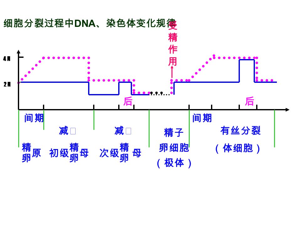 细胞分裂过程中 DNA 、染色体变化规律 2 N 4 N 后后 间期 减Ⅰ减Ⅰ减Ⅱ减Ⅱ有丝分裂 （体细胞） 初级 精 卵 母次级 精 卵 母 精 卵 原 受精作用受精作用 精子 卵细胞 （极体）