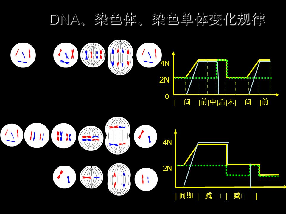 DNA 、染色体、染色单体变化规律 三、 DNA 、染色体、染色单体变化规律 4N 2N 0 | 间期 | 减 Ⅰ | 减Ⅱ | 4N 2N | 间 | 前 | 中 | 后 | 末 | 间 | 前