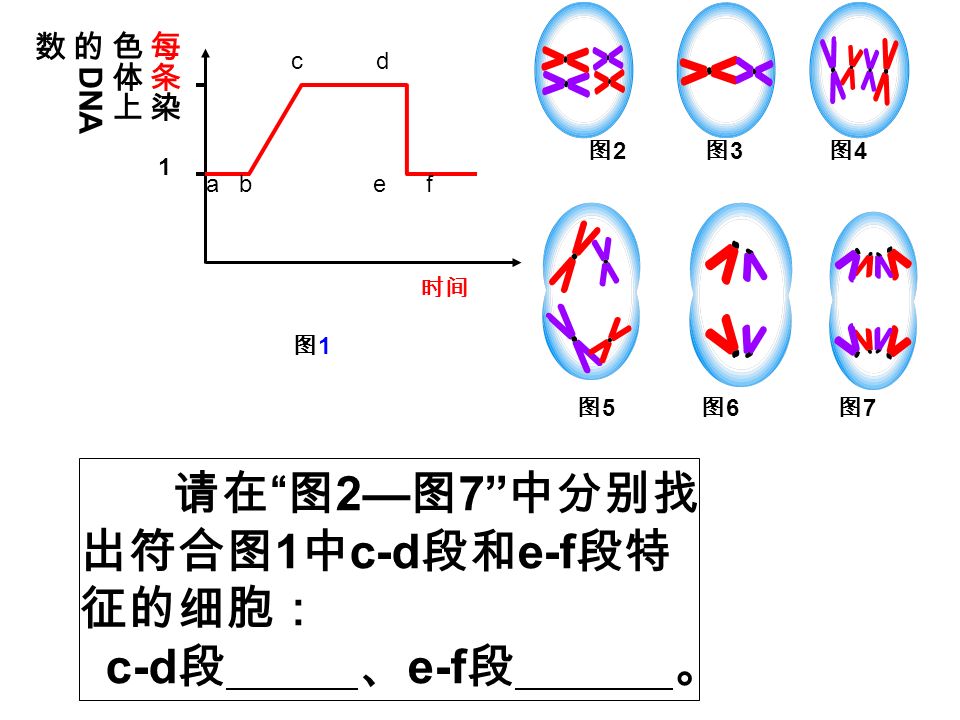 1 时间 图 1 a b e f c d 图 2 图 3 图 4 图 5 图 6 图 7 请在 图 2— 图 7 中分别找 出符合图 1 中 c-d 段和 e-f 段特 征的细胞： c-d 段 、 e-f 段 。