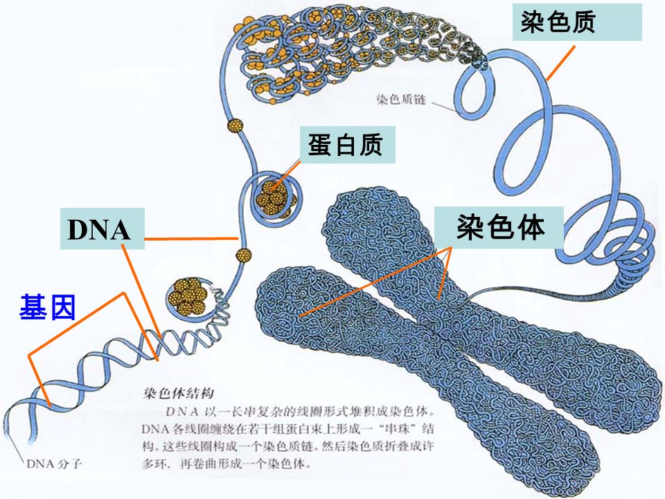 基因 染色体 DNA 蛋白质 染色质