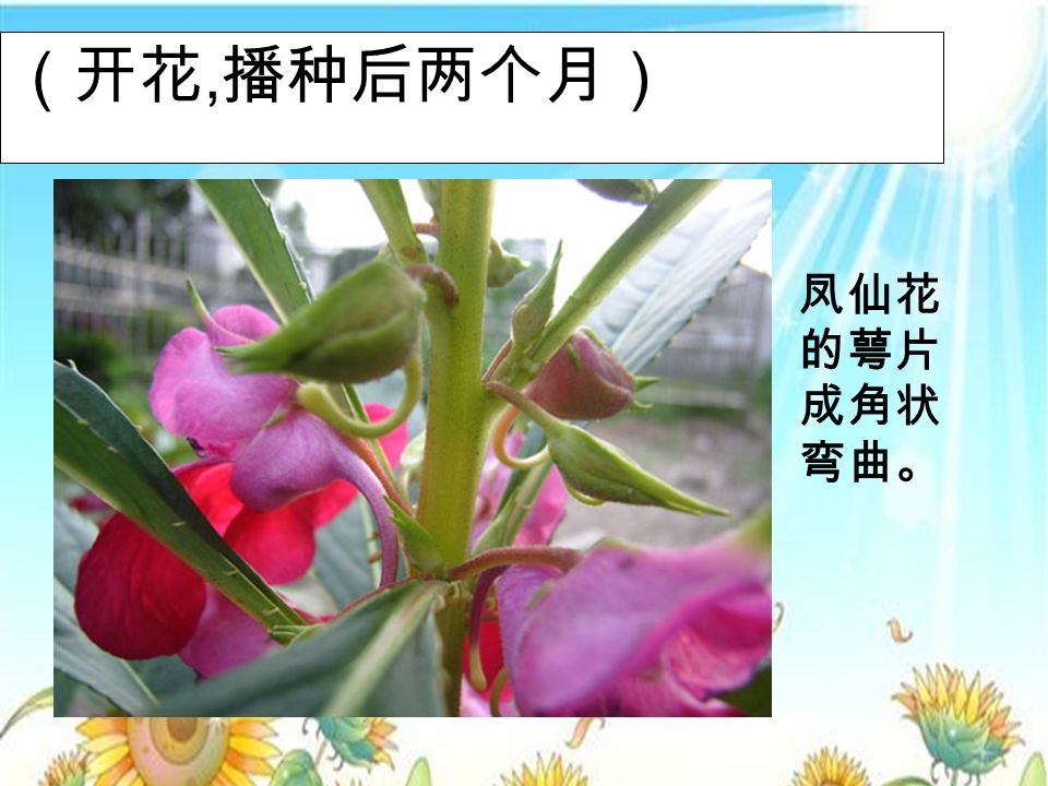 Copyright 版权所有 盗版必究 （开花, 播种后两个月） 凤仙花 的萼片 成角状 弯曲。
