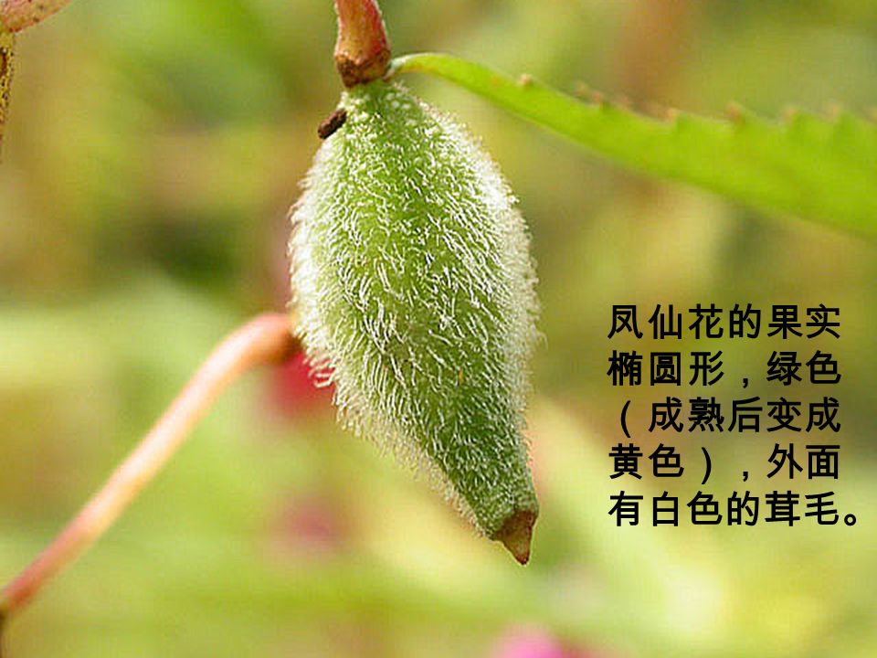 Copyright 版权所有 盗版必究 凤仙花的果实 椭圆形，绿色 （成熟后变成 黄色），外面 有白色的茸毛。