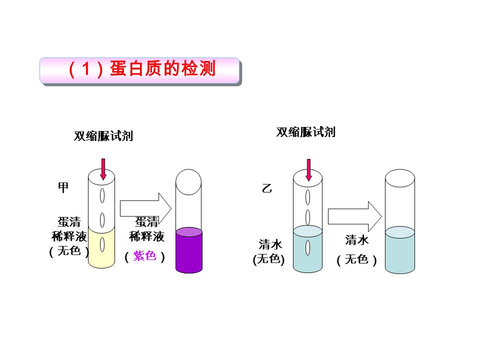 （ 1 ）蛋白质的检测 蛋清 稀释液 （无色） 甲 双缩脲试剂 （紫色） 蛋清 稀释液 清水 ( 无色 ) 乙 双缩脲试剂 清水 （无色）