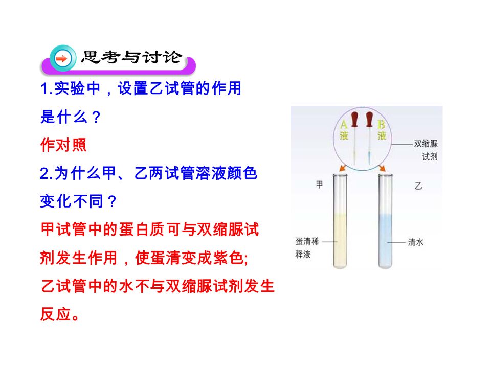 1. 实验中，设置乙试管的作用 是什么？ 作对照 2. 为什么甲、乙两试管溶液颜色 变化不同？ 甲试管中的蛋白质可与双缩脲试 剂发生作用，使蛋清变成紫色 ; 乙试管中的水不与双缩脲试剂发生 反应。