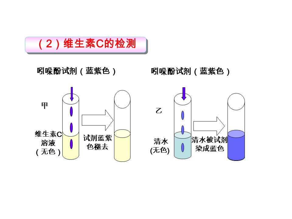 （ 2 ）维生素 C 的检测 维生素 C 溶液 （无色） 清水 ( 无色 ) 吲哚酚试剂（蓝紫色） 甲 试剂蓝紫 色褪去 吲哚酚试剂（蓝紫色） 乙 清水被试剂 染成蓝色