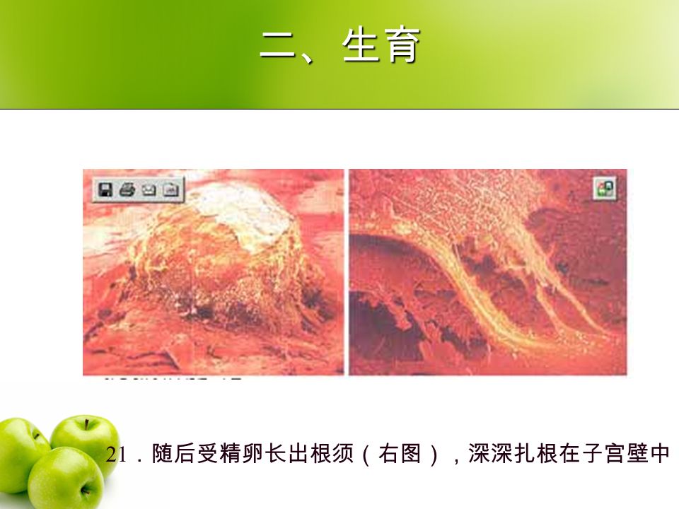 二、生育 21 ．随后受精卵长出根须（右图），深深扎根在子宫壁中