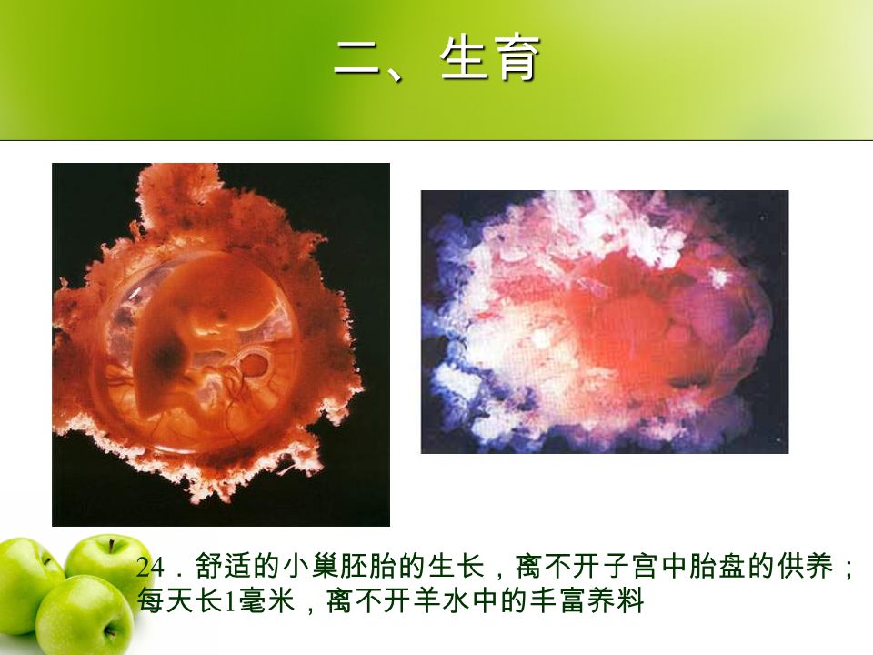 二、生育 24 ．舒适的小巢胚胎的生长，离不开子宫中胎盘的供养； 每天长 1 毫米，离不开羊水中的丰富养料
