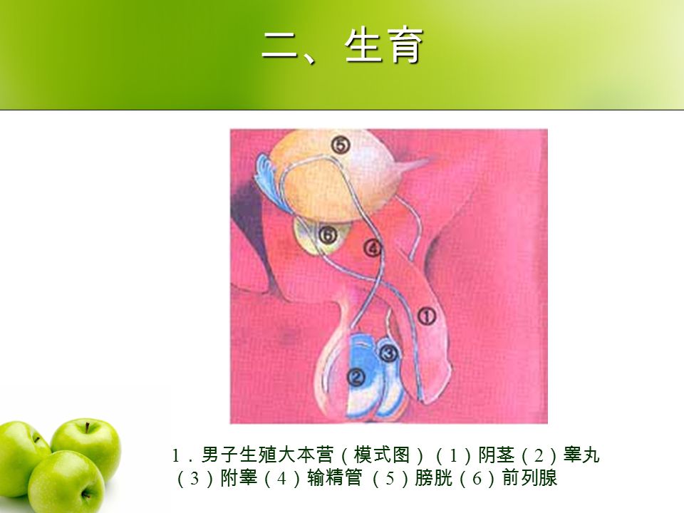 二、生育 1 ．男子生殖大本营（模式图）（ 1 ）阴茎（ 2 ）睾丸 （ 3 ）附睾（ 4 ）输精管 （ 5 ）膀胱（ 6 ）前列腺