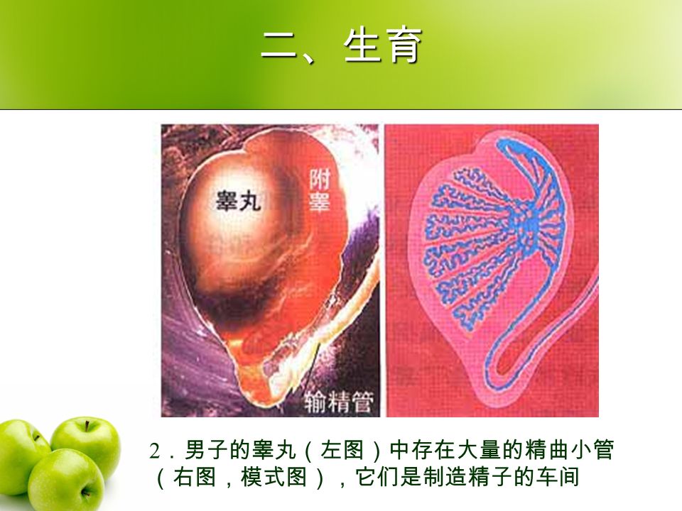 二、生育 2 ．男子的睾丸（左图）中存在大量的精曲小管 （右图，模式图），它们是制造精子的车间