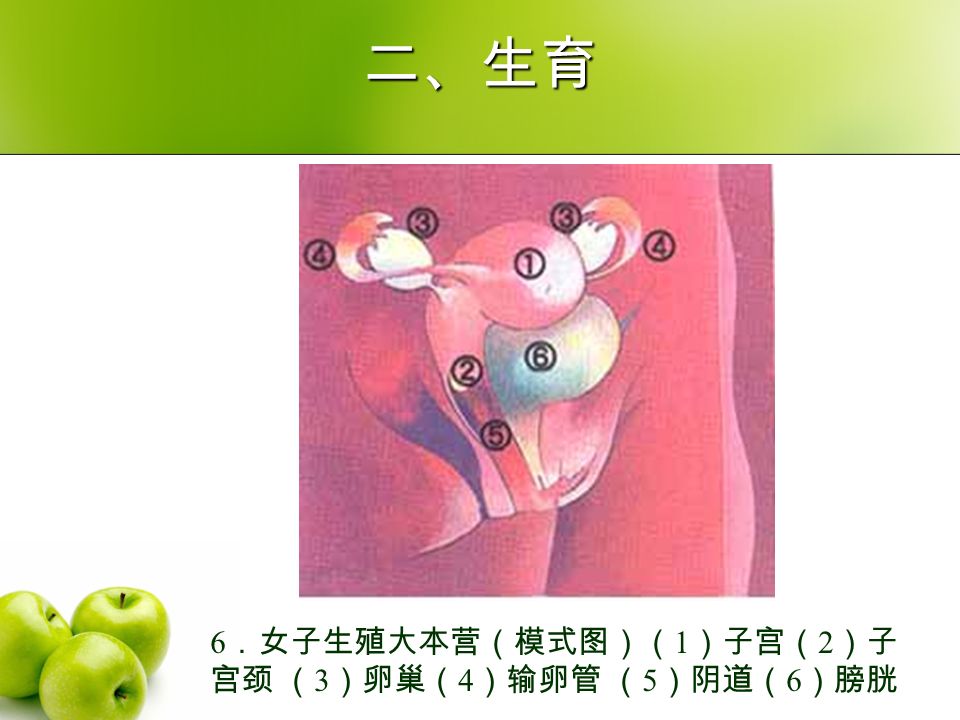 二、生育 6 ．女子生殖大本营（模式图）（ 1 ）子宫（ 2 ）子 宫颈 （ 3 ）卵巢（ 4 ）输卵管 （ 5 ）阴道（ 6 ）膀胱