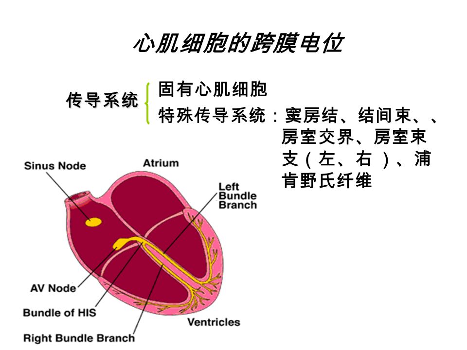 心肌细胞的跨膜电位 固有心肌细胞 特殊传导系统：窦房结、结间束、、 房室交界、房室束 支（左、右 ）、浦 肯野氏纤维 传导系统