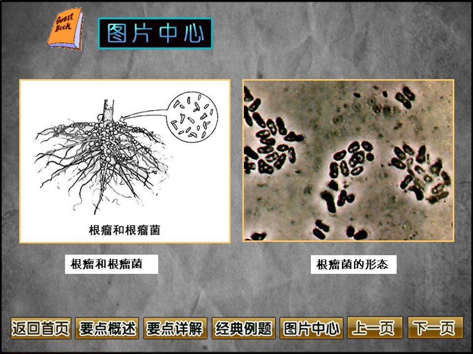 根瘤和根瘤菌 根瘤菌的形态